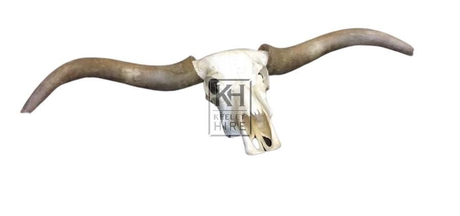 Large buffalo skull with horns