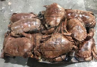 Crab mould