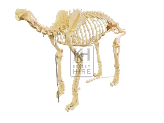 Animal skeleton on plinth