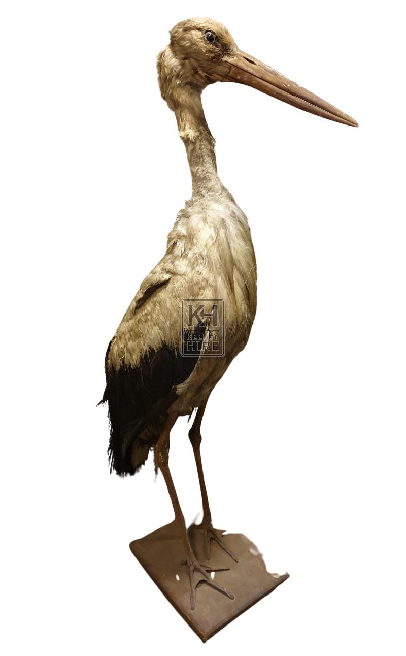 Taxidermy stork