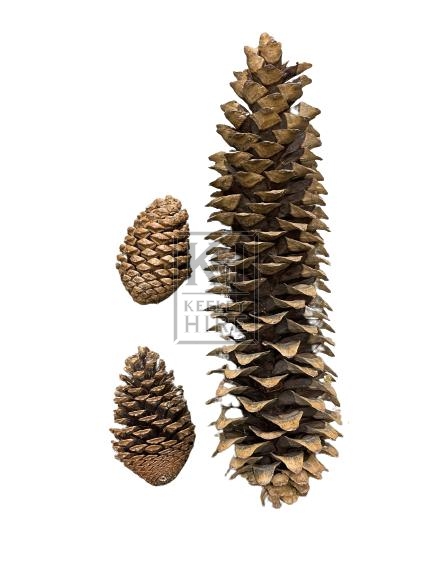 Large Pine Cone