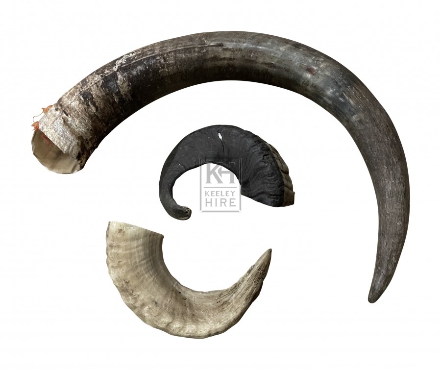 Assorted Animal Horn