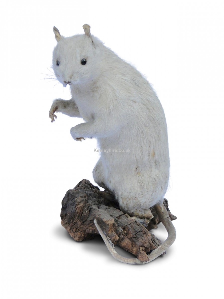 Stuffed White Rat