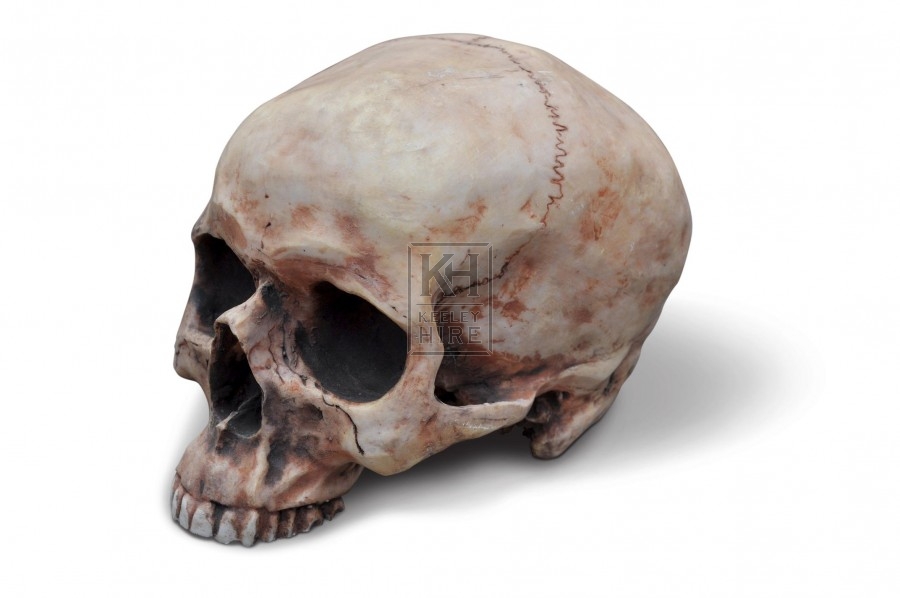 Hard resin skull