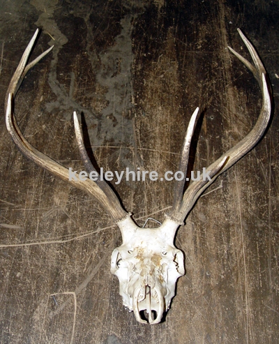 Stags Antlers with skull