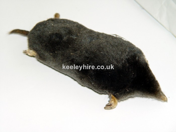 Stuffed mole unavailable