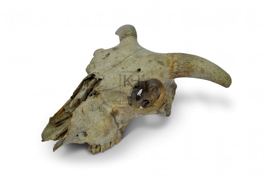 Skulls Bones And Skeletons Prop Hire » Sheep Skull - Keeley Hire