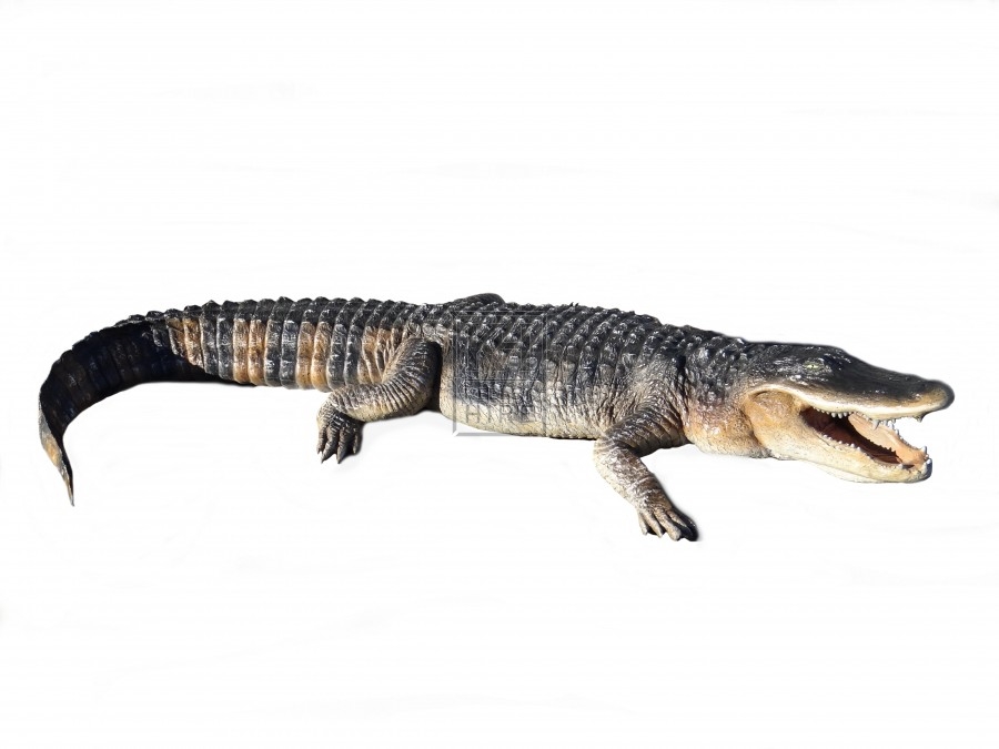 American Alligator 8ft