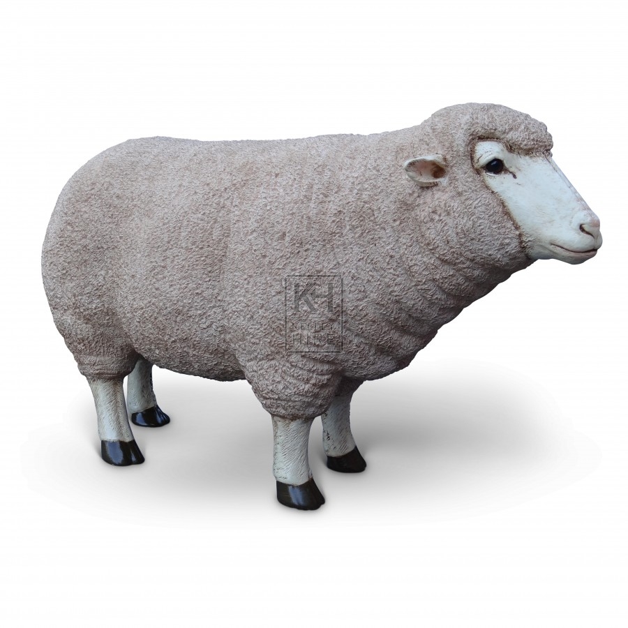 Sheep Head Raised
