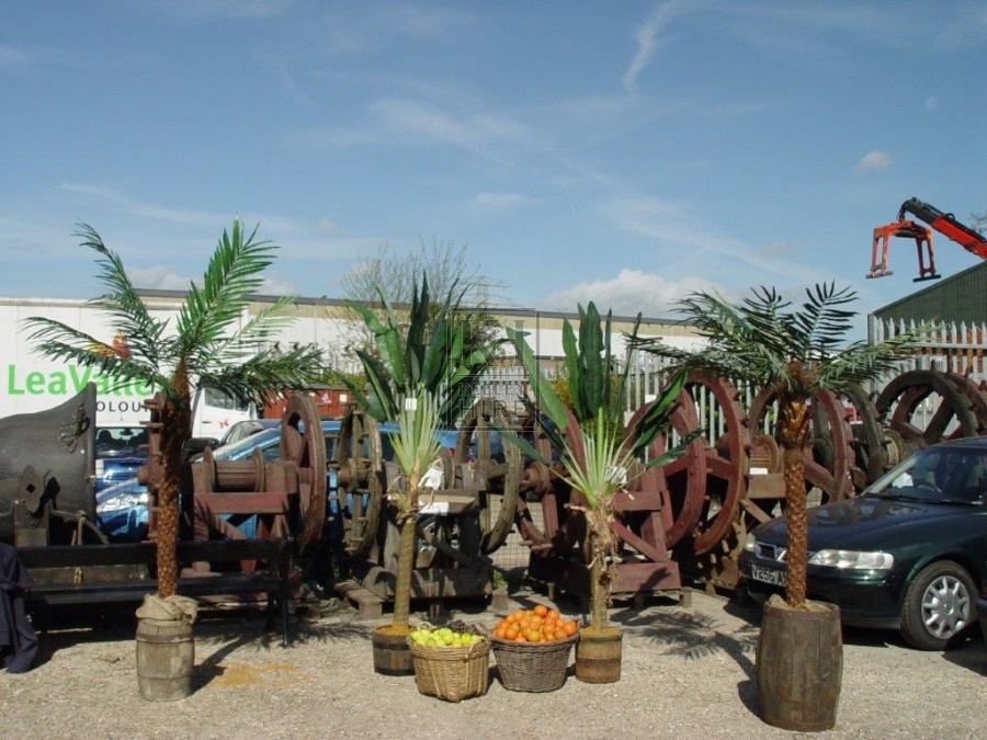 Date Palm Tree