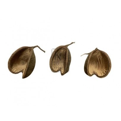Open Seed Pod - Various