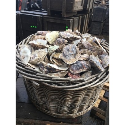 Large Basket Of Oyster Shells