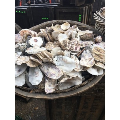 Large Basket Of Oyster Shells